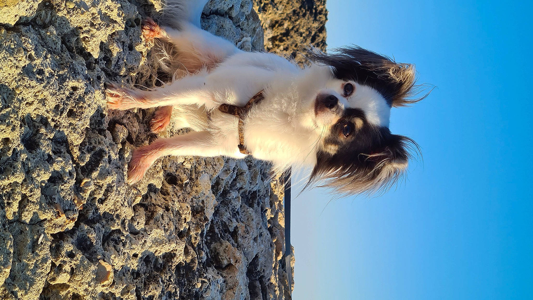 Olaf participe au concours pour gagner de l'argent avec cette photo : tree