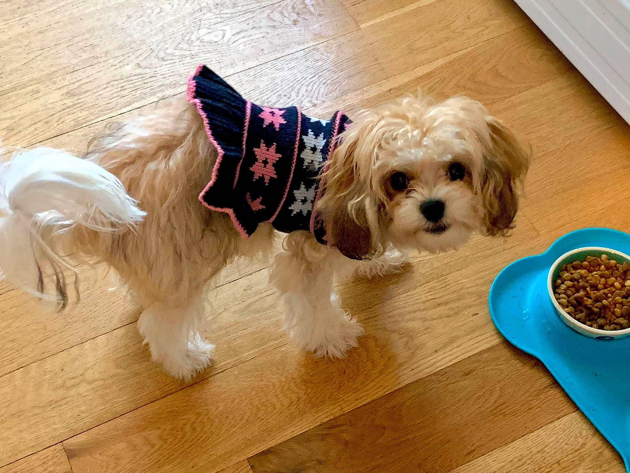 Rosie joined the competition — help win amazing prizes! carnivore, companion_dog, dog, dog_breed, dog_collar, dog_supply, fawn, flooring, fur, hardwood, liver, plate, recipe, serveware, snout, sporting_group, tableware, toy_dog, wood, working_animal