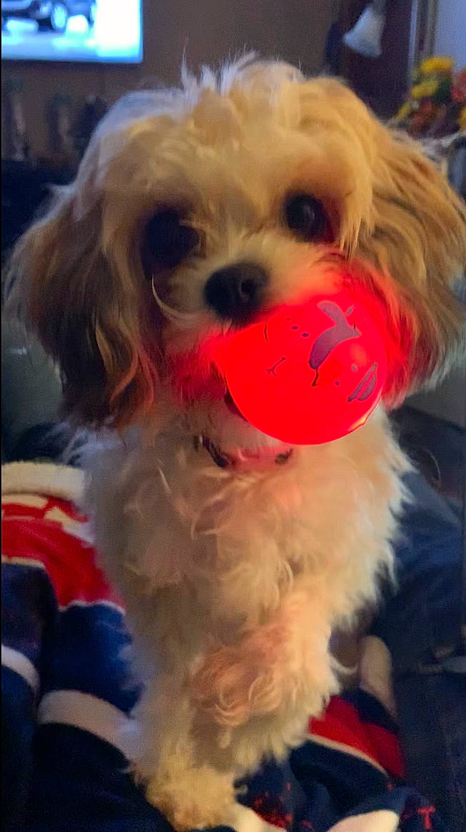 Rosie is registered to the contest to win money with this photo: canidae, carnivore, companion_dog, dog, dog_breed, dog_clothes, dog_collar, dog_supply, eyewear, fur, maltepoo, personal_protective_equipment, puppy, puppy_love, shih_poo, small_terrier, snout, sporting_group, terrier, toy_dog