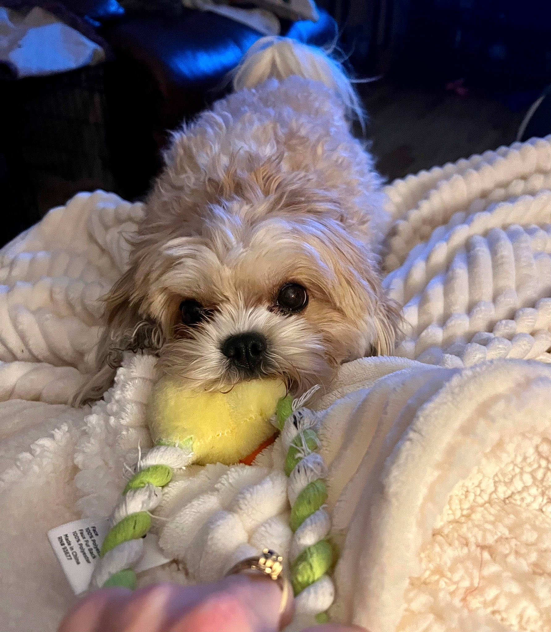 Rosie is registered to the contest to win money with this photo: canidae, carnivore, chair, companion_dog, dog, dog_breed, dog_clothes, fawn, firefighter, fur, maltepoo, puppy_love, small_terrier, snout, sporting_group, terrier, toy, toy_dog, vegetable, yorkipoo