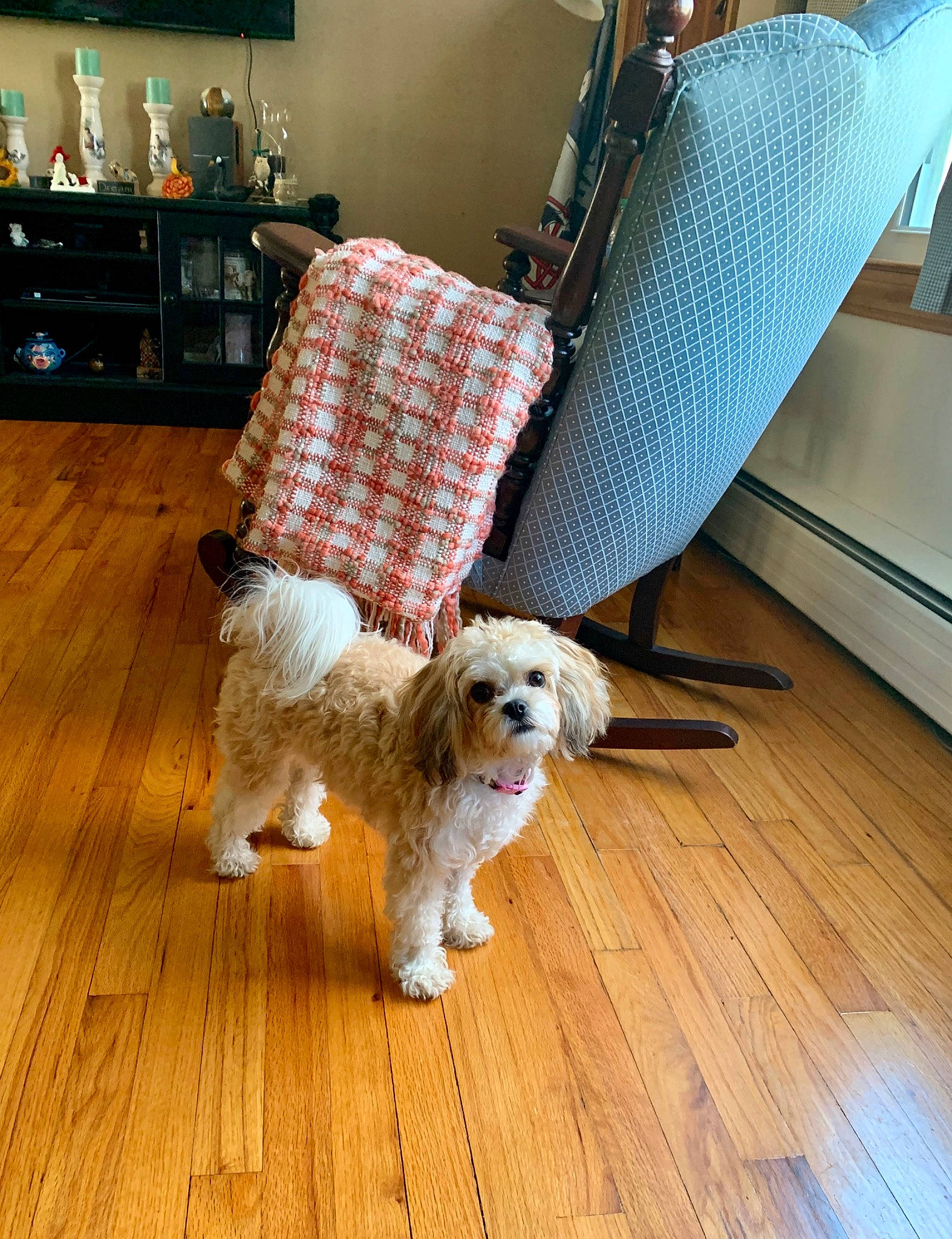 Rosie is registered to the contest to win money with this photo: carnivore, chair, comfort, companion_dog, couch, dog, dog_breed, dog_supply, floor, flooring, hardwood, interior_design, laminate_flooring, lamp, living_room, studio_couch, toy_dog, wood, wood_flooring, working_animal