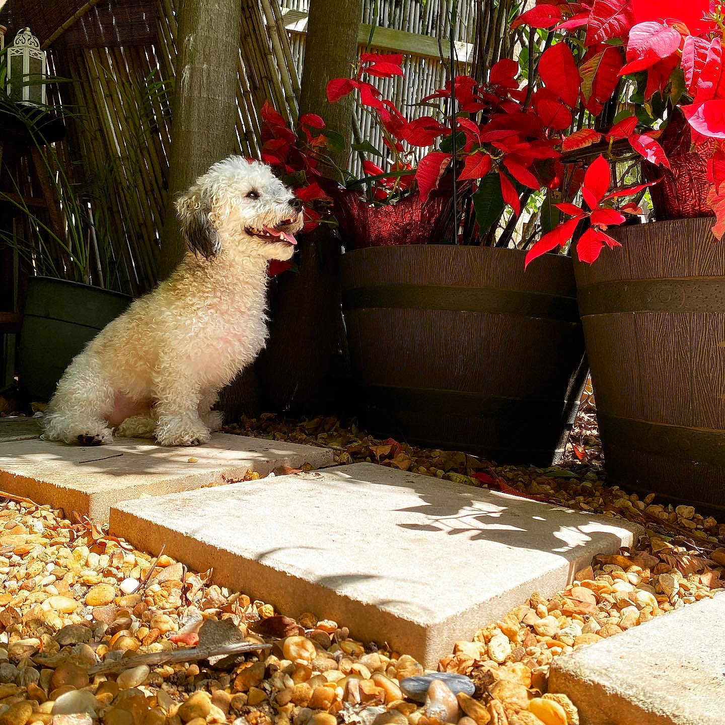Ricky joined the competition — help win amazing prizes! animal, curly_fur, daylight, dog, fence, garden, greenery, happy, natural, outdoor, pet, potted_plants, red_plants, shadows, sitting, smiling, stone_path, sunlight, tongue_out, white_dog