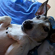 Ramsès a rejoint le concours — aidez-le/la à gagner de superbes lots !