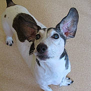 Ramsès a rejoint le concours — aidez-le/la à gagner de superbes lots ! canidae, carnivore, companion_dog, corgi_chihuahua, dog, dog_breed, feist, jack_russell_terrier, mammal, miniature_fox_terrier, puppy, rare_breed_dog, rat_terrier, russell_terrier, snout, teddy_roosevelt_terrier, tenterfield_terrier, toy_fox_terrier, vertebrate, whiskers