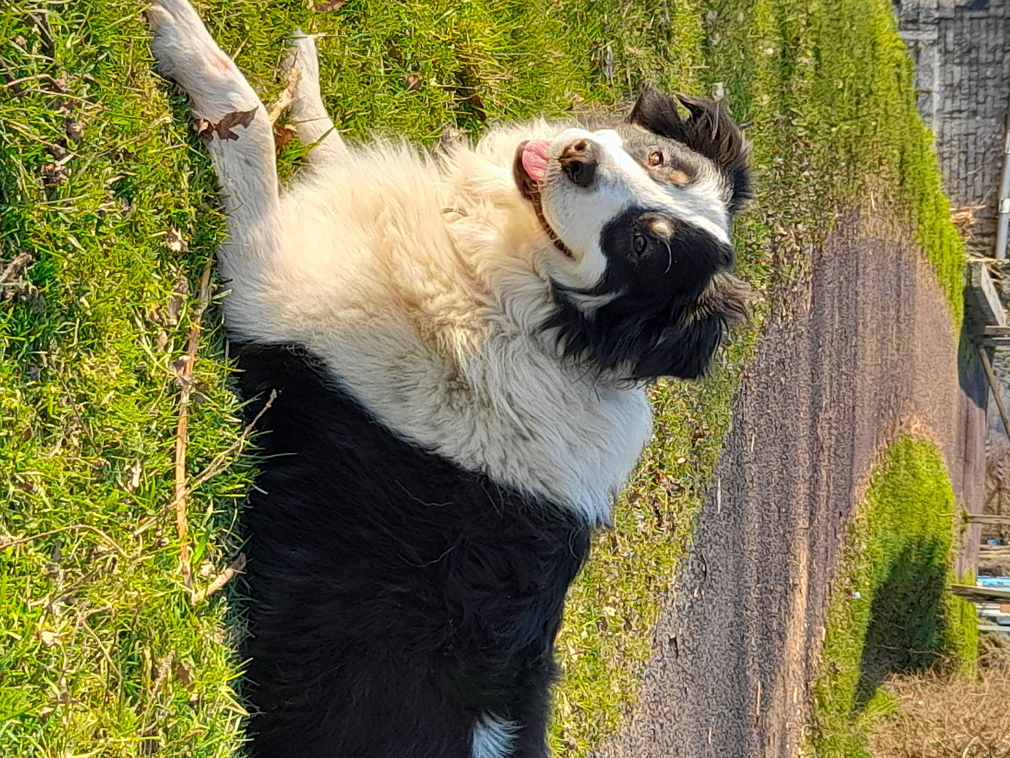 Sirius a rejoint le concours — aidez-le/la à gagner de superbes lots ! bear, carnivore, companion_dog, dog_breed, felidae, fur, grass, grassland, lemur, panda, plant, snout, sporting_group, tail, terrestrial_animal, trunk, whiskers, wildlife, working_dog