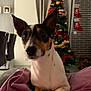 blanket, christmas_tree, couch, cozy, curious, decorations, dog, ears, face, festive, furniture, holiday, home, indoor, living_room, paws, pet, purple, relaxed, stockings