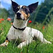 Black a rejoint le concours — aidez-le/la à gagner de superbes lots ! alert, animal, canine, collar, dog, ears, field, flowers, grass, greenery, meadow, muzzle, nature, outdoor, pet, portrait, relaxed, summer, sunlight, tricolor