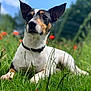 Black a rejoint le concours — aidez-le/la à gagner de superbes lots ! alert, animal, canine, collar, dog, ears, field, flowers, grass, greenery, meadow, muzzle, nature, outdoor, pet, portrait, relaxed, summer, sunlight, tricolor