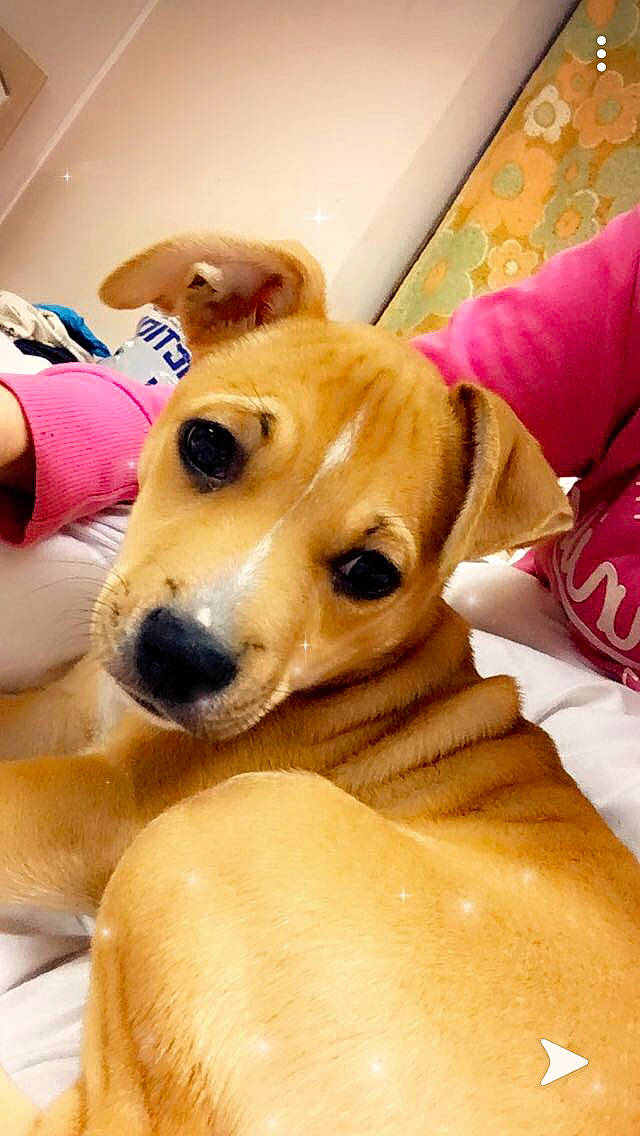 Asuna participe au concours pour gagner de l'argent avec cette photo : ancient_dog_breeds, canidae, carnivore, chihuahua, companion_dog, dog, dog_breed, fawn, italian_greyhound, lurcher, mammal, potcake_dog, puppy, puppy_love, snout, toy_dog, vertebrate, whippet, whiskers