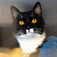 Oliver joined the competition — help win amazing prizes! animal, black_and_white, blanket, cat, close_up, cozy, curious, cute, domestic_cat, face, feline, fur, indoor, looking, orange_eyes, pet, portrait, soft_texture, tuxedo_cat, whiskers