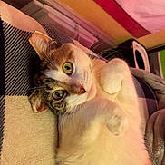Tigey is registered to the contest to win money with this photo: cat, pet, feline, lying_down, blanket, cozy, indoor, curious, whiskers, paws, fur, relaxed, cute, domestic_animal, resting, close_up, yellow_eyes, home, soft, comfort