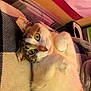 cat, pet, feline, lying_down, blanket, cozy, indoor, curious, whiskers, paws, fur, relaxed, cute, domestic_animal, resting, close_up, yellow_eyes, home, soft, comfort