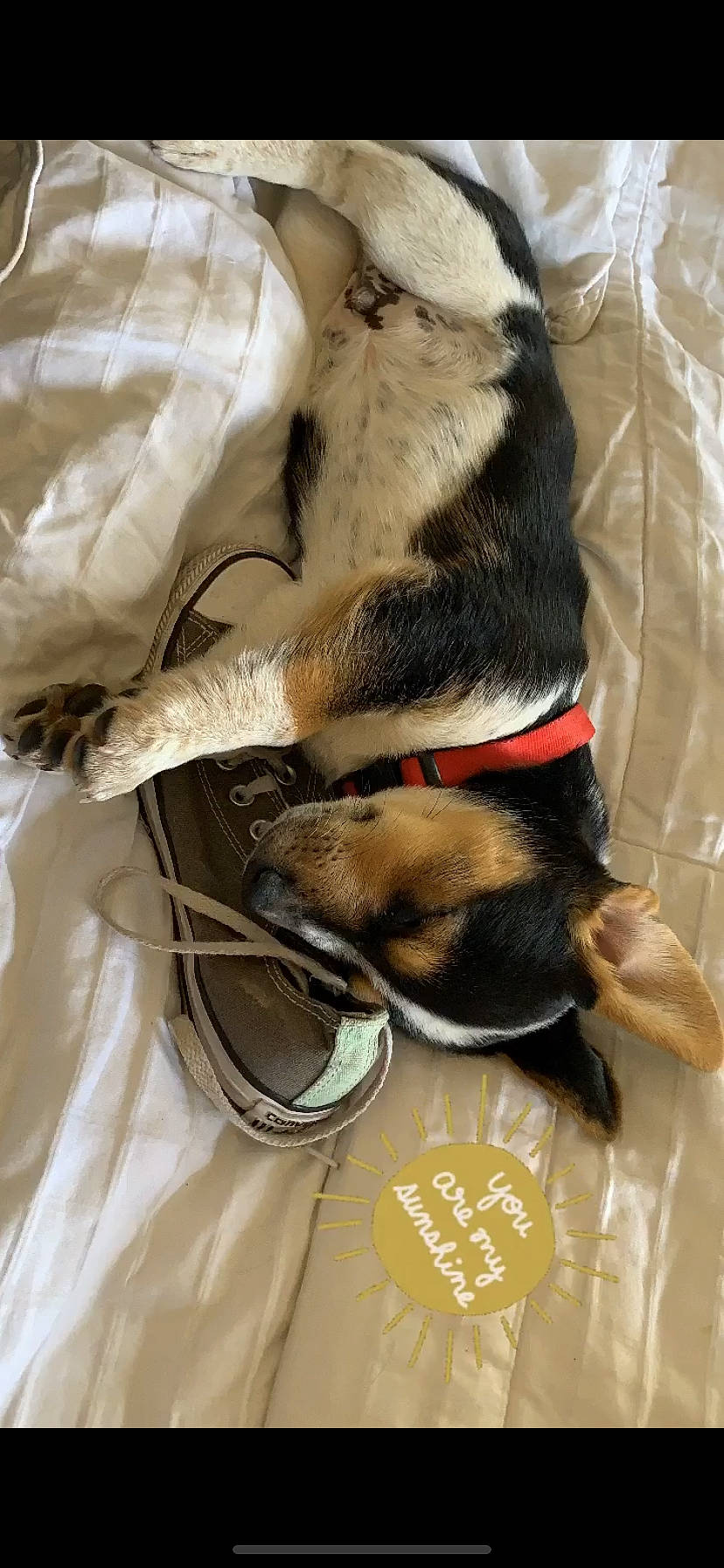 Benjamin is registered to the contest to win money with this photo: canidae, carnivore, collar, companion_dog, dog, dog_breed, dog_collar, dog_supply, fawn, fur, leash, liver, paw, pet_supply, snout, vertebrate, working_animal, working_dog