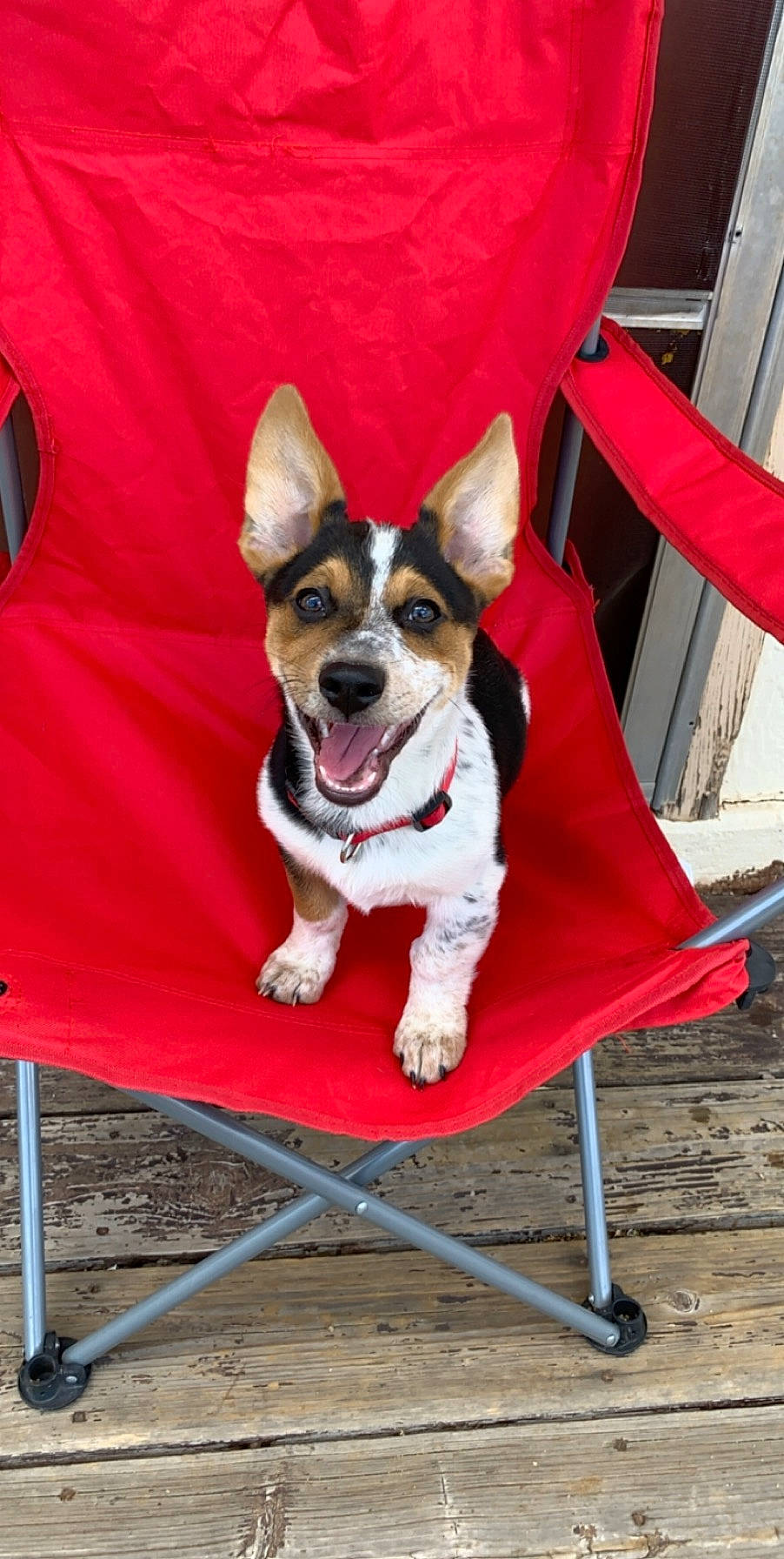 Benjamin is registered to the contest to win money with this photo: canidae, carnivore, collar, companion_dog, dog, dog_breed, dog_collar, dog_supply, folding_chair, outdoor_furniture, paw, pet_supply, snout, sporting_group, working_animal, working_dog