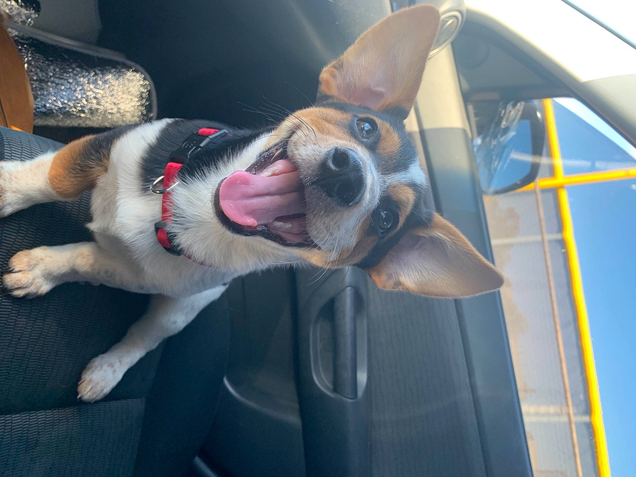 Benjamin joined the competition — help win amazing prizes! automotive_mirror, automotive_window_part, canidae, car_seat, carnivore, collar, companion_dog, dog, dog_breed, dog_collar, dog_supply, fawn, pet_supply, snout, sporting_group, tongue, vehicle_door, vertebrate, windshield, working_animal