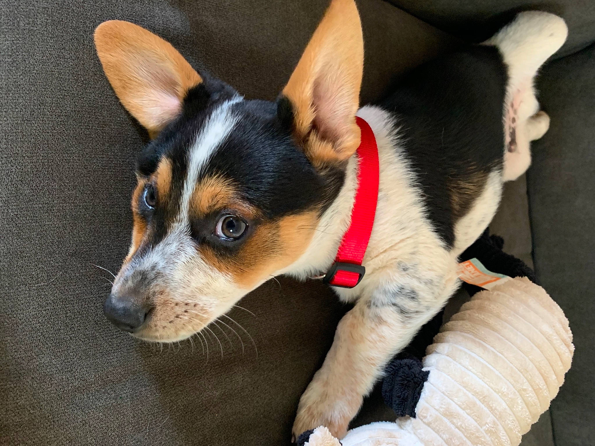 Benjamin joined the competition — help win amazing prizes! canidae, carnivore, collar, companion_dog, dog, dog_breed, dog_supply, mammal, paw, pet_supply, rat_terrier, small_terrier, snout, sporting_group, terrier, vertebrate, working_animal