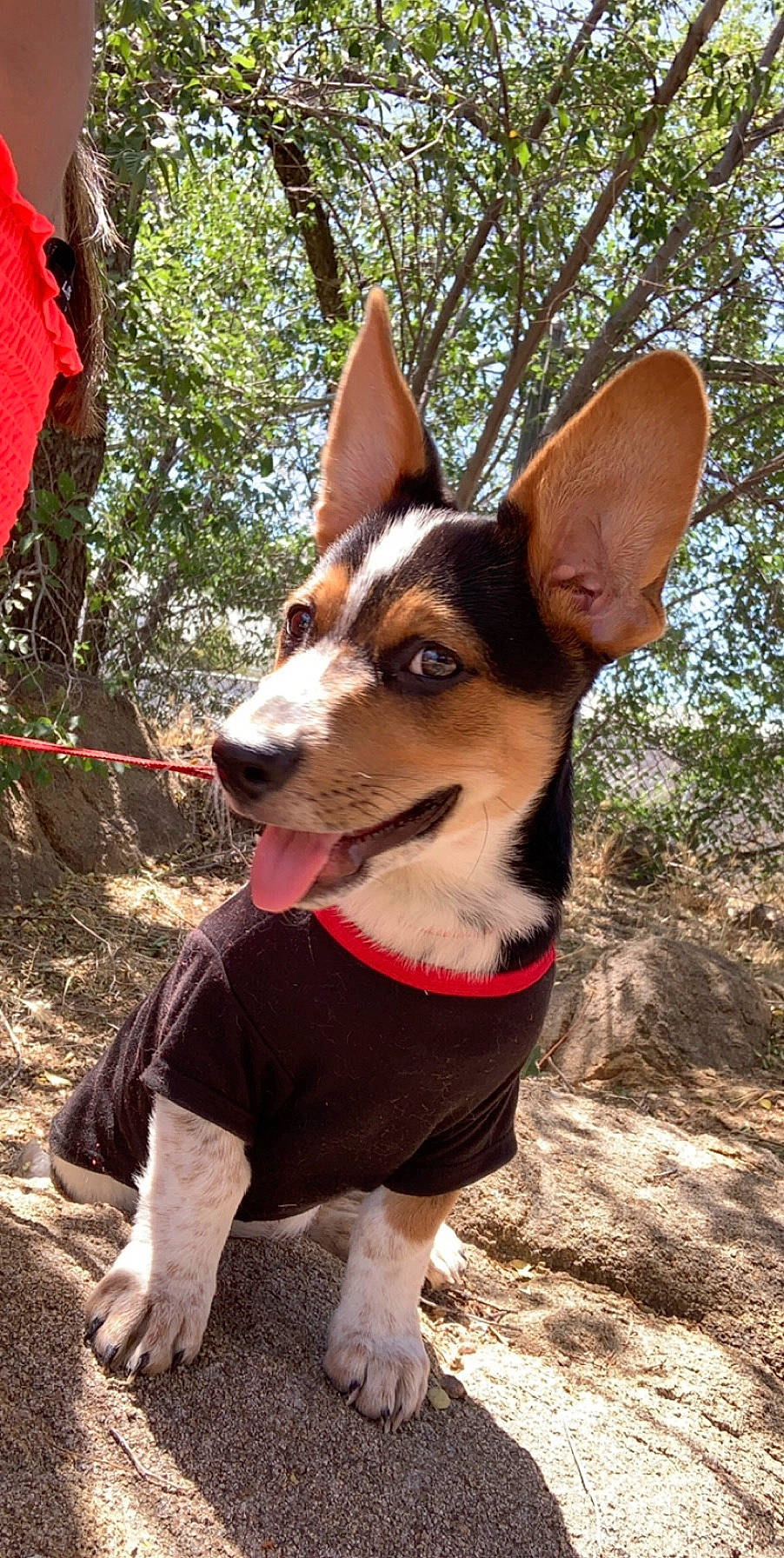 Benjamin is registered to the contest to win money with this photo: canidae, carnivore, collar, companion_dog, dog, dog_breed, dog_clothes, dog_collar, dog_supply, fawn, leash, mammal, pet_supply, rat_terrier, snout, soil, sporting_group, vertebrate, working_animal, working_dog