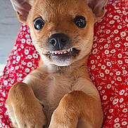 Nina a rejoint le concours — aidez-le/la à gagner de superbes lots ! animal, brown_fur, close_up, cute, dog, ears, fabric, indoor, lying_down, nose, paws, pet, playful, portrait, puppy, red_flower_pattern, resting, small_dog, teeth, whiskers