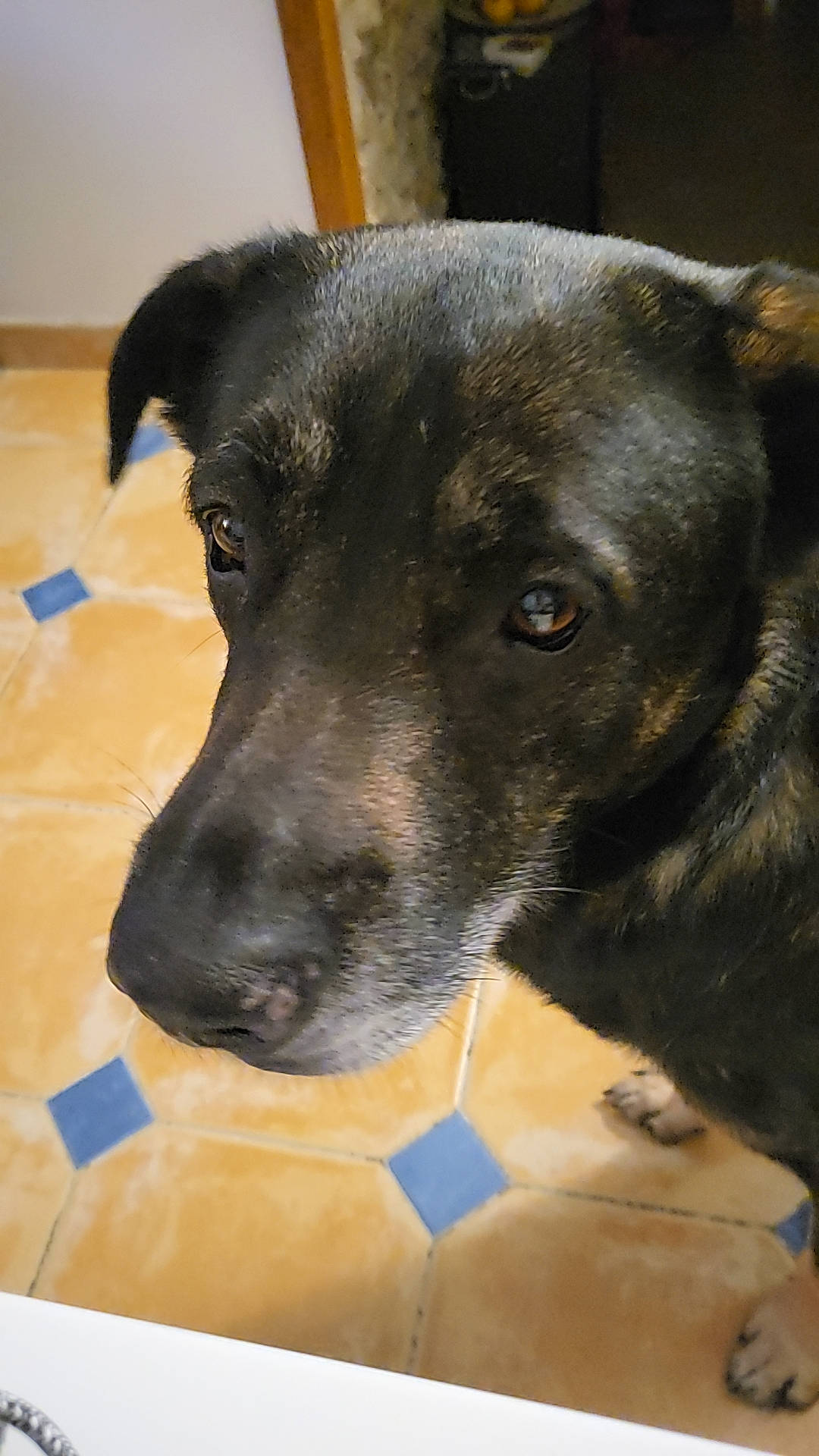 Rocky a rejoint le concours — aidez-le/la à gagner de superbes lots ! borador, canidae, carnivore, collar, companion_dog, dog, dog_breed, dog_collar, fawn, fur, guard_dog, non_sporting_group, pet_supply, puppy, snout, sporting_group, terrestrial_animal, whiskers, working_animal