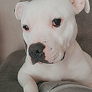 Tyson participe au concours pour gagner de l'argent avec cette photo : animal, boxer, bulldog, canine, dog, frenchbulldog, pet, pitbull, puppy, snout, whitedog