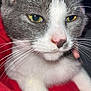 Bower joined the competition — help win amazing prizes! cat, gray_cat, white_cat, close_up, whiskers, yellow_eyes, pet, animal, feline, fur, nose, paw, indoor, resting, red_fabric, cute, portrait, domestic_cat, mammal, face