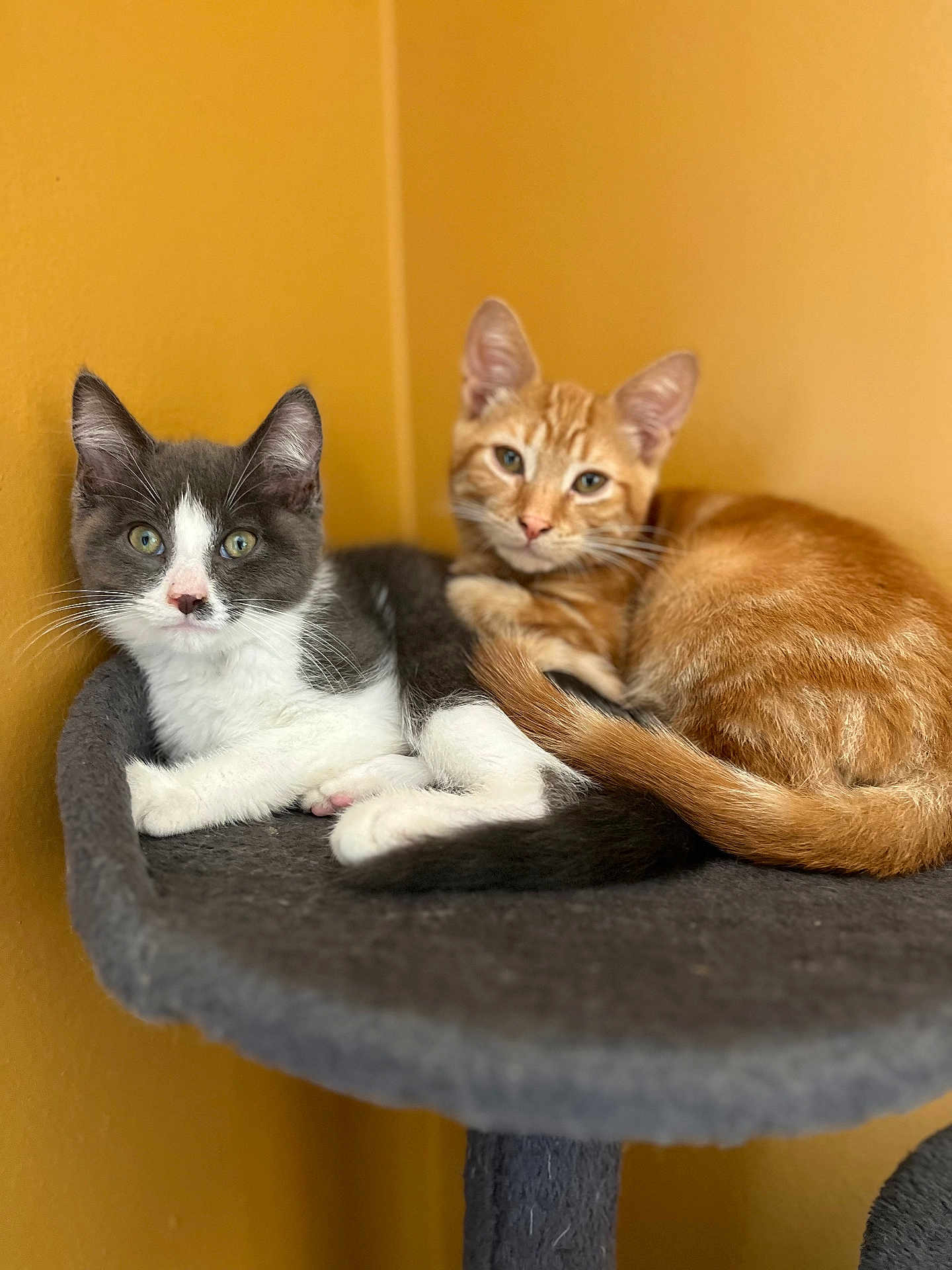 Bower joined the competition — help win amazing prizes! cat, kitten, orange_tabby, grey_and_white_cat, feline, pet, animal, cute, snuggling, cat_perch, indoor, cozy, resting, fur, whiskers, ears, tail, eyes, curious, yellow_wall