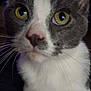 Bower joined the competition — help win amazing prizes! cat, close_up, gray_and_white, whiskers, yellow_eyes, curious, pet, feline, indoor, portrait, animal, domestic_cat, soft_fur, face, ears, nose, front_paws, looking, background_blur, close_range