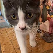 Bower is registered to the contest to win money with this photo: cat, gray_and_white, close_up, indoor, wooden_surface, curious, whiskers, yellow_eyes, pet, feline, domestic_animal, table, blurred_background, figurines, walking, front_paw, nose, fur, animal, cute