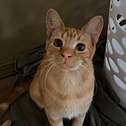 Sunny is registered to the contest to win money with this photo: cat, orange_tabby, pet, animal, whiskers, curious, sitting, blanket, indoor, laundry_basket, feline, fur, ears, floor, cute, domestic_cat, looking_up, young_cat, portrait, home
