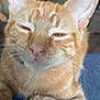 animal, cat, close_up, cozy, cute, domestic_cat, ears, feline, fur, indoor, mammal, nose, orange_tabby, paws, pet, relaxed, resting, sleepy, soft, whiskers
