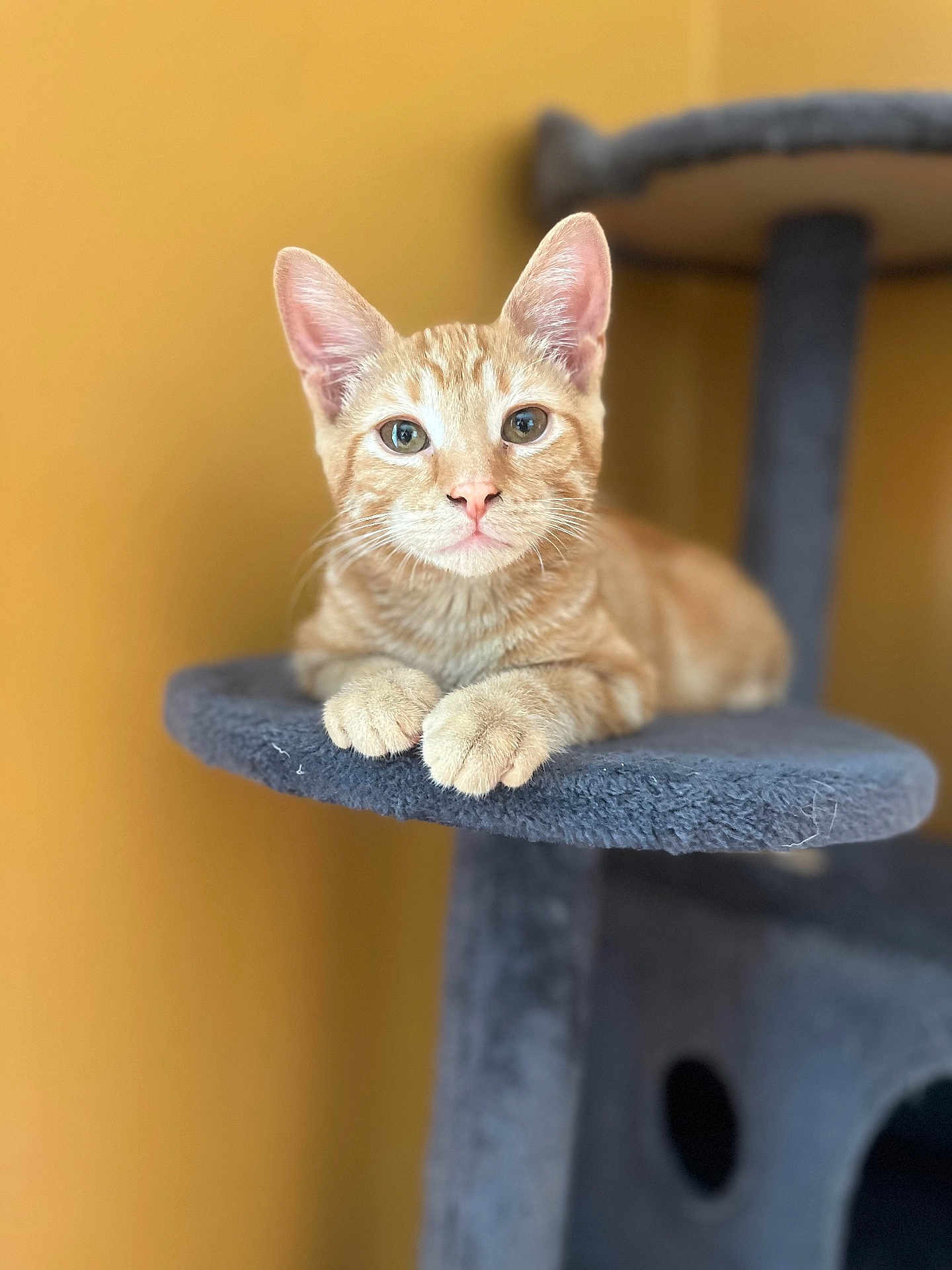 Sunny joined the competition — help win amazing prizes! cat, orange_tabby, pet, animal, feline, cat_tree, indoor, fur, whiskers, ears, paws, relaxing, close_up, portrait, looking_at_camera, soft_texture, yellow_background, cute, young_cat, resting