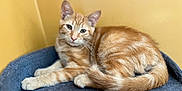 Sunny is registered to the contest to win money with this photo: cat, orange_tabby, pet, feline, animal, indoor, resting, bed, soft, fur, cute, whiskers, ears, tail, relaxed, looking, yellow_wall, cozy, domestic, comfort