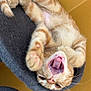 Sunny joined the competition — help win amazing prizes! kitten, cat, orange_tabby, playful, yawning, upside_down, cat_bed, pet, animal, feline, cute, fur, whiskers, paw, indoor, cozy, resting, tongue, teeth, young