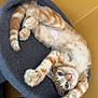Sunny joined the competition — help win amazing prizes! cat, kitten, orange_tabby, pet, animal, feline, stretching, paw, bed, cozy, indoor, cute, playful, fur, whiskers, pink_nose, yellow_wall, curious, young, resting