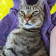 Mojo a rejoint le concours — aidez-le/la à gagner de superbes lots ! animal, blanket, cat, close_up, cute, domestic, ears, feline, fur, indoor, mammal, pet, portrait, purple, relaxed, resting, soft, tabby, whiskers, yellow