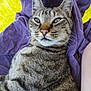 animal, blanket, cat, close_up, cute, domestic, ears, feline, fur, indoor, mammal, pet, portrait, purple, relaxed, resting, soft, tabby, whiskers, yellow