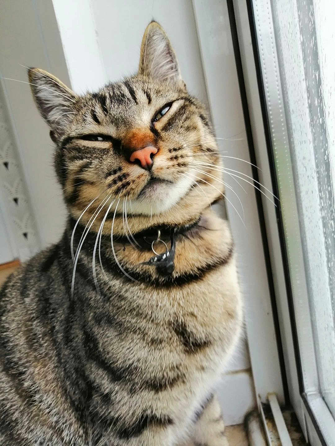 Mojo