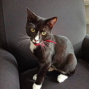 Oréo a rejoint le concours — aidez-le/la à gagner de superbes lots ! alert, animal, black_fur, cat, chair, closeup, cute, domestic_cat, feline, fur, indoor, looking, pet, portrait, red_collar, sitting, tuxedo_cat, whiskers, white_paws, yellow_eyes