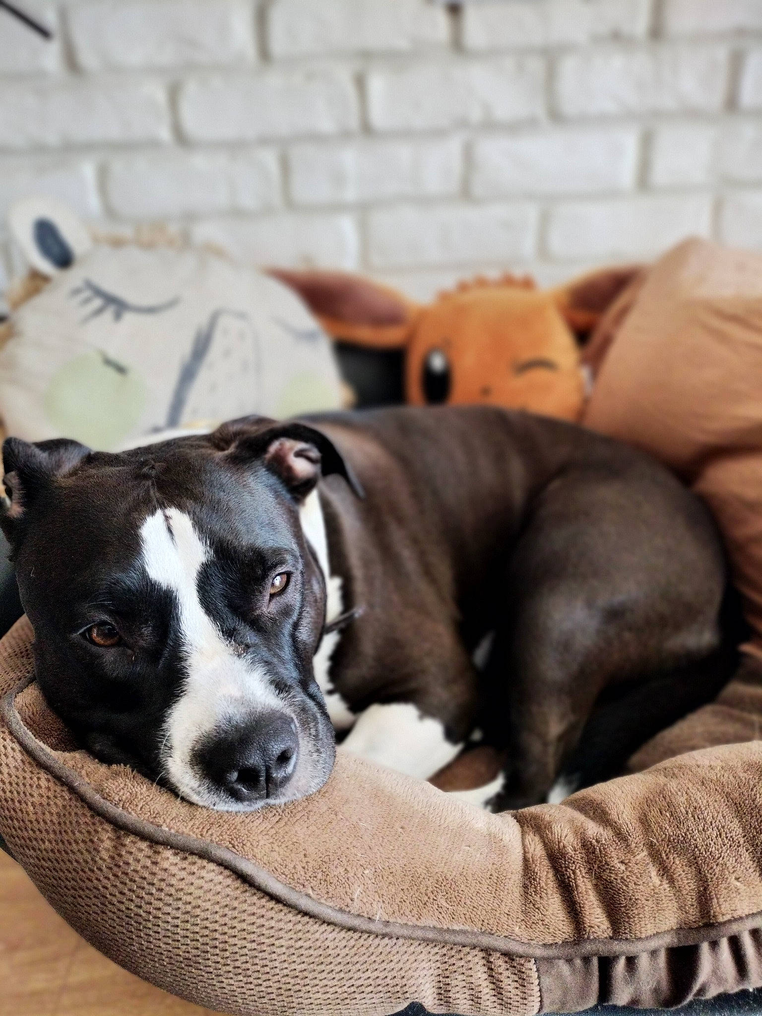 Saya participe au concours pour gagner de l'argent avec cette photo : carnivore, collar, comfort, companion_dog, couch, dog, dog_breed, dog_supply, fawn, guard_dog, linens, mammal, nap, non_sporting_group, pet_supply, terrestrial_animal, whiskers, window, wood, working_animal