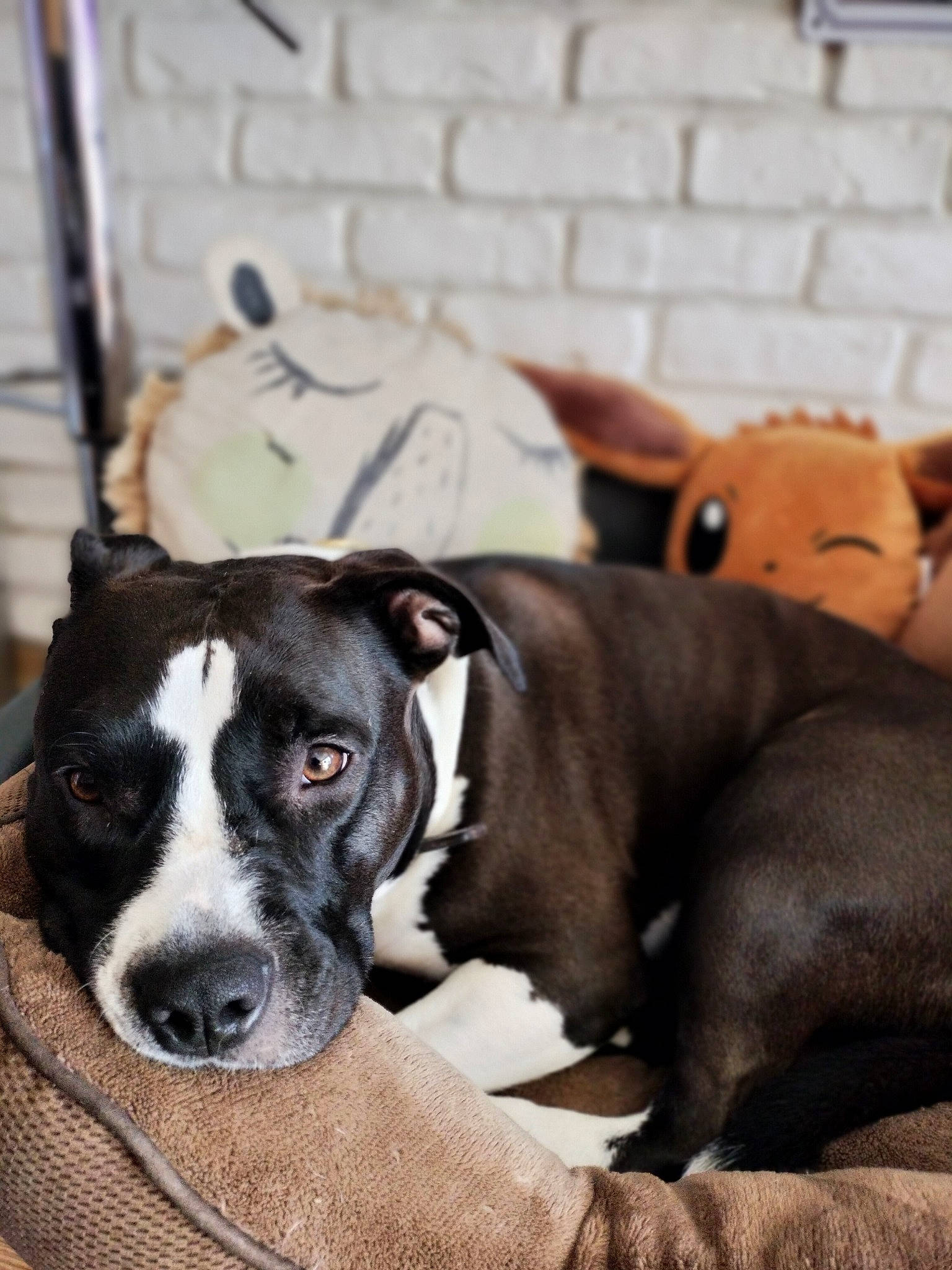 Saya a rejoint le concours — aidez-le/la à gagner de superbes lots ! canidae, carnivore, collar, comfort, companion_dog, dog, dog_breed, dog_supply, ear, fawn, guard_dog, linens, pet_supply, snout, sporting_group, terrestrial_animal, vertebrate, whiskers, working_animal, working_dog