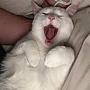 Ash joined the competition — help win amazing prizes! cat, white_cat, yawning, pet, feline, fur, cute, sleepy, relaxed, indoor, bed, blanket, paw, animal, whiskers, pink_nose, mouth_open, human_arm, bracelet, cozy