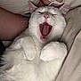 cat, white_cat, yawning, pet, feline, fur, cute, sleepy, relaxed, indoor, bed, blanket, paw, animal, whiskers, pink_nose, mouth_open, human_arm, bracelet, cozy