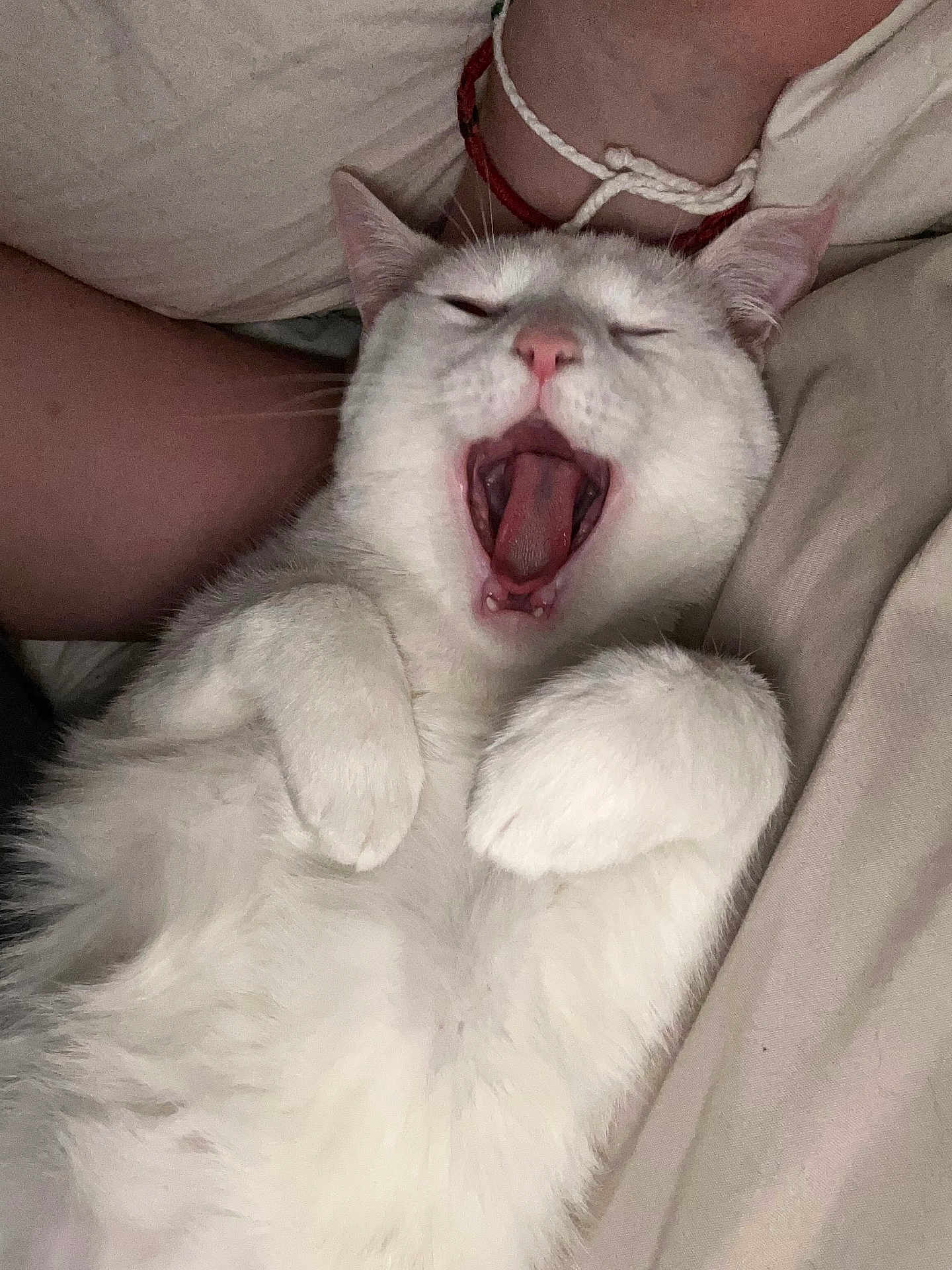 Ash joined the competition — help win amazing prizes! cat, white_cat, yawning, pet, feline, fur, cute, sleepy, relaxed, indoor, bed, blanket, paw, animal, whiskers, pink_nose, mouth_open, human_arm, bracelet, cozy