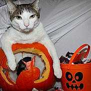 Mellow is registered to the contest to win money with this photo: cat, pumpkin, halloween, candy, orange_bucket, carved_pumpkin, pet, indoor, white_background, black_and_white_cat, holiday, festive, animal, cute, green_eyes, orange, playful, decoration, container, still_life