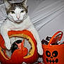 animal, black_and_white_cat, candy, carved_pumpkin, cat, container, cute, decoration, festive, green_eyes, halloween, holiday, indoor, orange, orange_bucket, pet, playful, pumpkin, still_life, white_background