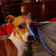 Cutie joined the competition — help win amazing prizes! dog, pet, bed, blanket, brown, white, fur, indoors, furniture, wood, resting, animal, cozy, curious, snug, paws, nose, ears, portrait, domestic