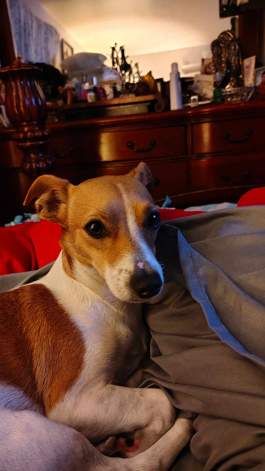 Cutie joined the competition — help win amazing prizes! dog, pet, bed, blanket, brown, white, fur, indoors, furniture, wood, resting, animal, cozy, curious, snug, paws, nose, ears, portrait, domestic