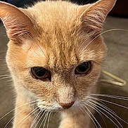 Rex is registered to the contest to win money with this photo: cat, orange_cat, close_up, whiskers, indoor, curious, pet, animal, feline, fur, ears, face, eyes, nose, table, background, tissue, carpet, domestic, cute