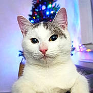 Sissi participe au concours pour gagner de l'argent avec cette photo : cat, white_cat, gray_cat, pet, animal, christmas_tree, holiday_lights, indoor, living_room, furniture, leather_couch, close_up, portrait, cute, curious, festive, decorations, colorful_lights, relaxed, domestic_cat