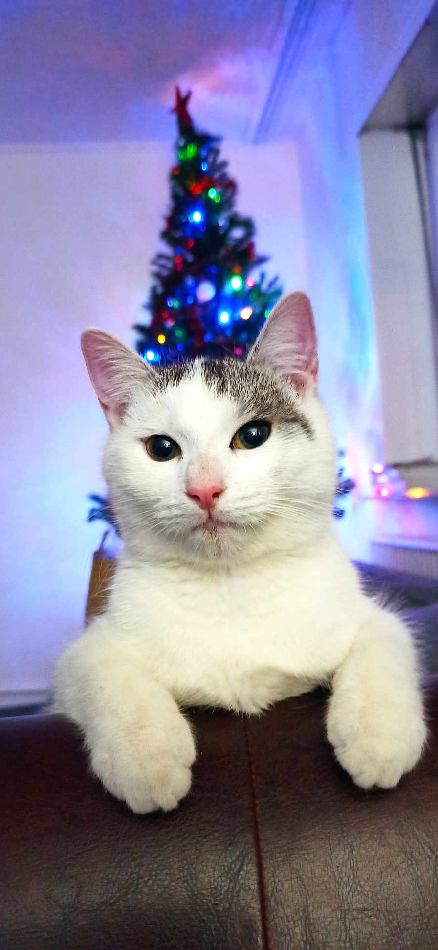 Sissi participe au concours pour gagner de l'argent avec cette photo : cat, white_cat, gray_cat, pet, animal, christmas_tree, holiday_lights, indoor, living_room, furniture, leather_couch, close_up, portrait, cute, curious, festive, decorations, colorful_lights, relaxed, domestic_cat